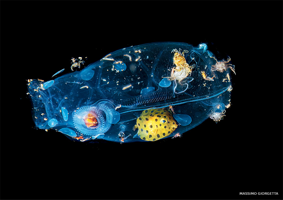 An image of a salp.