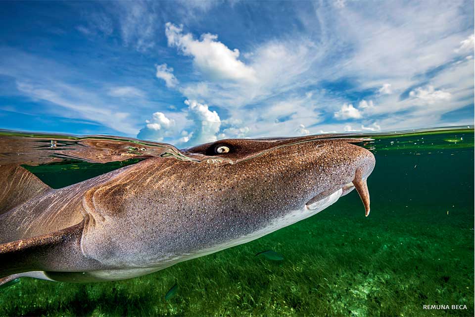 An image of a nurse shark.