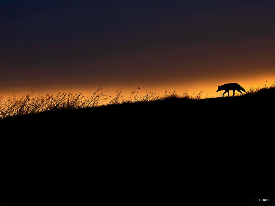 An image of a coyote silhouette at sunset.