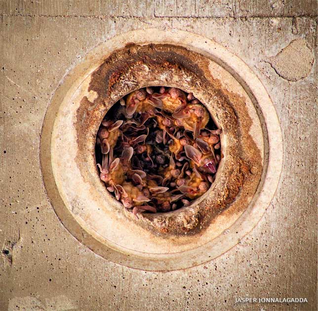An image of Pallid and Mexican free-tailed bats roosting in a highway bridge weep hole.