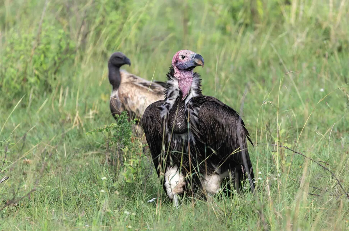 lappet-faced vulture
