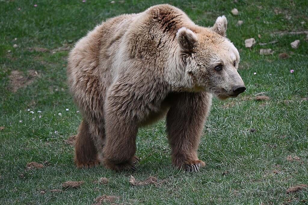 Apennine bear