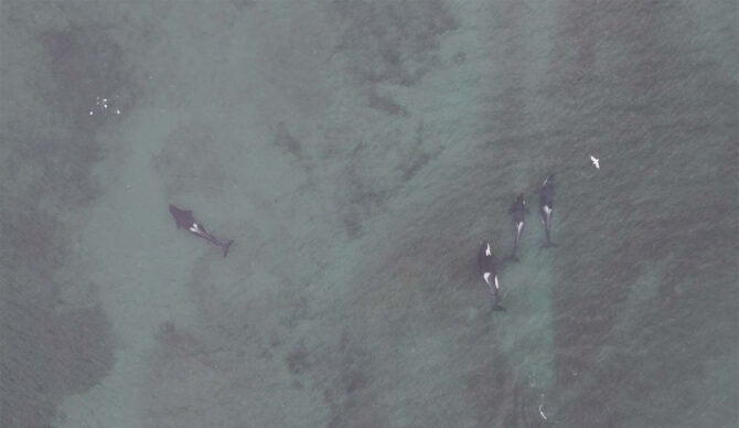 Photo: Center for Whale Research