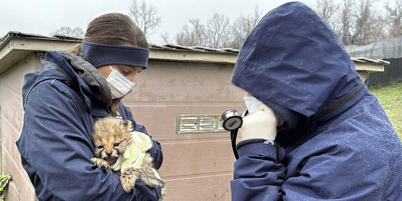 Two zoo staffers hold a tiny cheetah cub