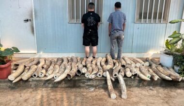 30,000 Animals Rescued from Illegal Captivity in the Largest Wildlife Trafficking Raid in History