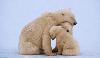 Brown bear, Katmai National Park, Alaska