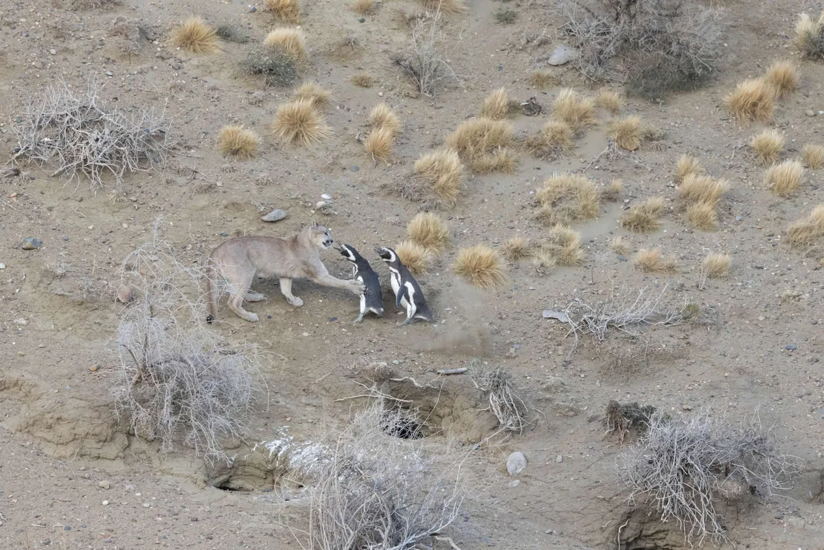 Puma attacking Magellanic penguins