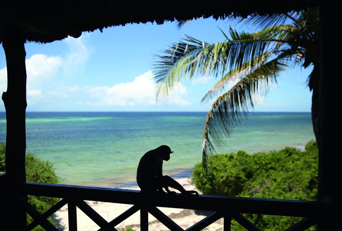 Sun, sand and a deadly paradise for Kenya’s rarest monkeys: Inside the battle to save them before it's too late