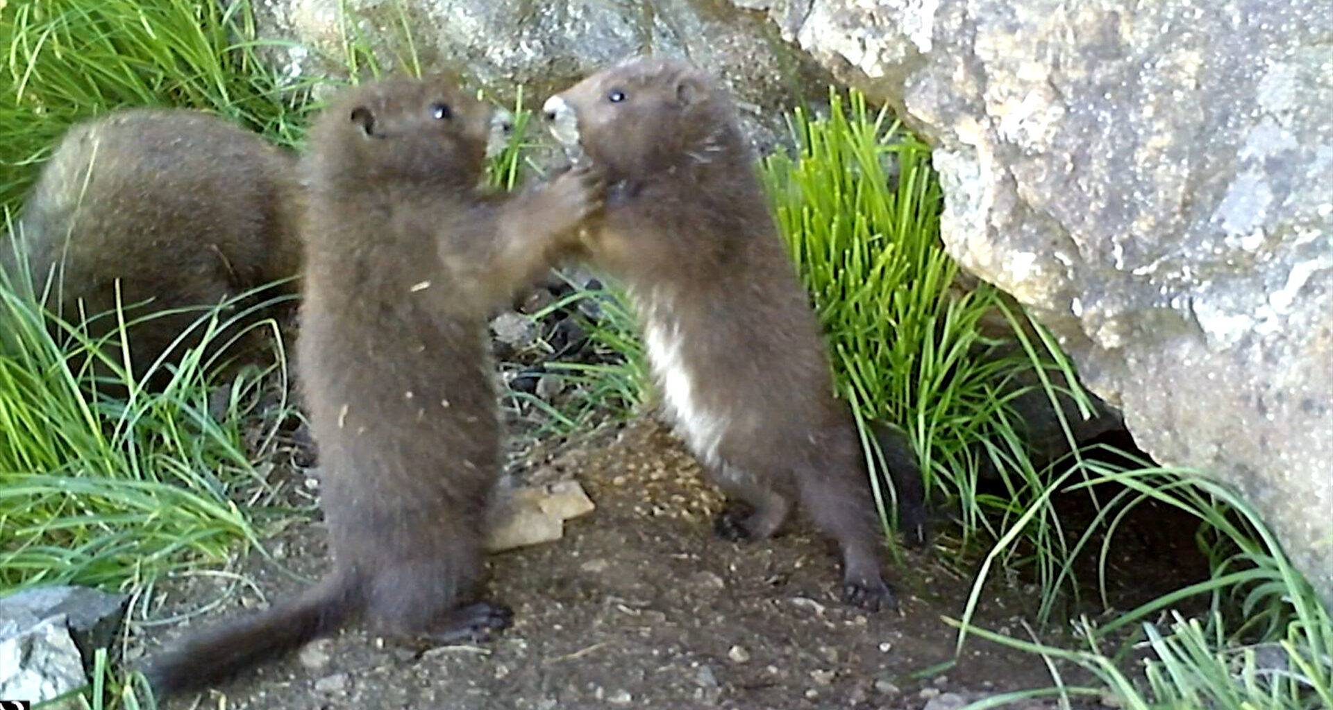 Endangered species population on the rise