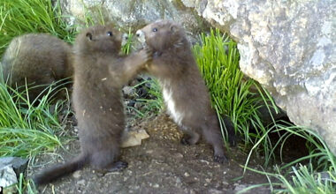 Endangered species population on the rise