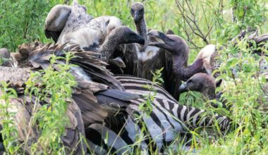 Raptors over a carcass
