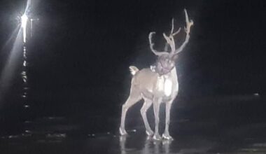 Look: Reindeer escapes Christmas event in England