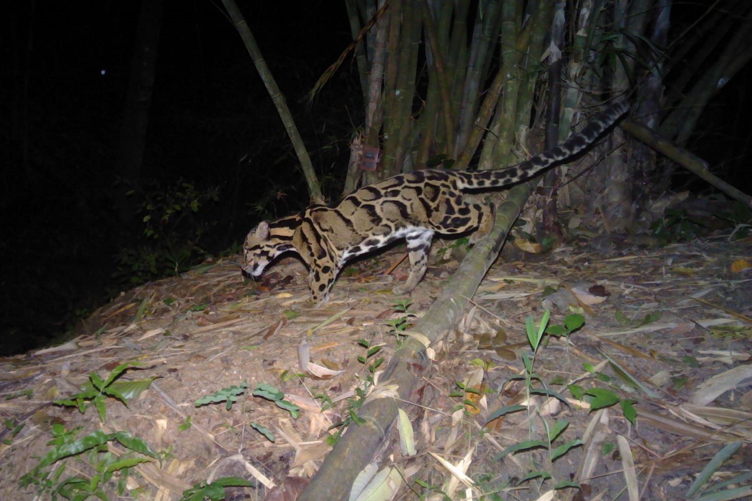 Male clouded leopard SWC005 roams in search of food at night in the Sri Sawat Non-Hunting Area.
