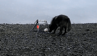 Camera footage shows wolf doing something astonishing that's never been seen before - staggering scientists