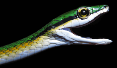 Top new species from 2025