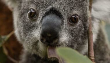 Ambitious Rewilding Project for Koala and Platypus Undertaken by Sydney's Taronga Zoo