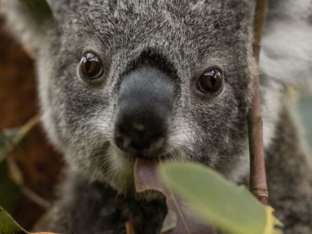 Ambitious Rewilding Project for Koala and Platypus Undertaken by Sydney's Taronga Zoo