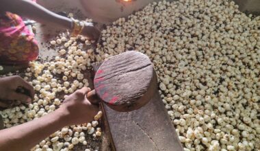 As Trump’s tariffs hit Indian fox nuts, the superfood eyes new markets | Trade War