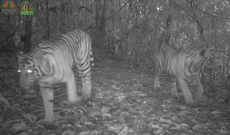Black-and-white night image of a large tiger and smaller tiger in the forest.