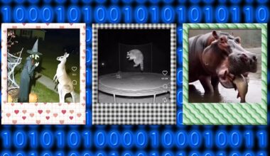 Screen grabs from AI generated wildlife clips