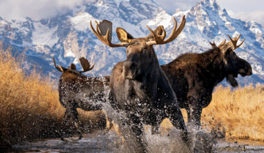 2025 National Wildlife Photo Contest Winners: Powerful Impressions