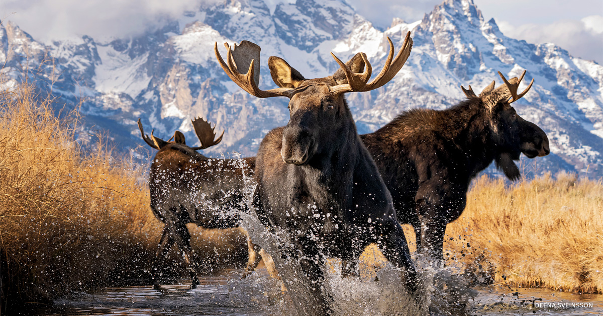 2025 National Wildlife Photo Contest Winners: Powerful Impressions