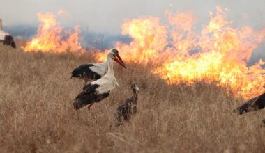 Guest post: Why carbon emissions from fires are significantly higher than thought