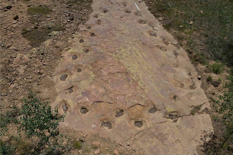 A grey sandstone with roundish impressions which are dinosaur footprints.