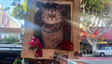 Waymo runs into safety concerns and competition as it expands in the US | Automotive Industry