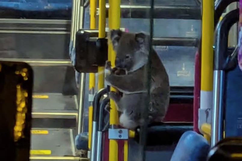 Watch: Wild koala rides the city bus in Brisbane, Australia