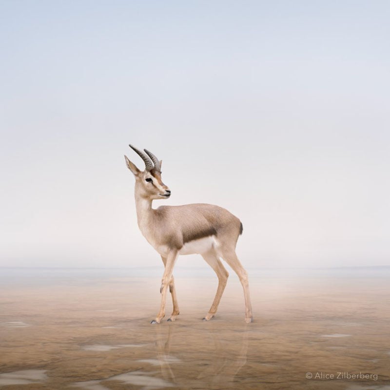 A lone gazelle with curved horns stands on a smooth, reflective surface under a pale, cloudy sky, creating a calm and minimalistic scene.