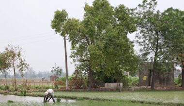 India's domination of global rice trade stokes looming water crisis