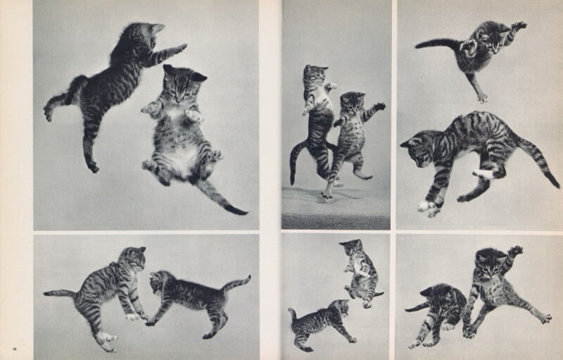 Six black-and-white photos show playful kittens leaping, jumping, and pouncing energetically against a plain background. Some kittens are mid-air, while others are interacting in pairs.
