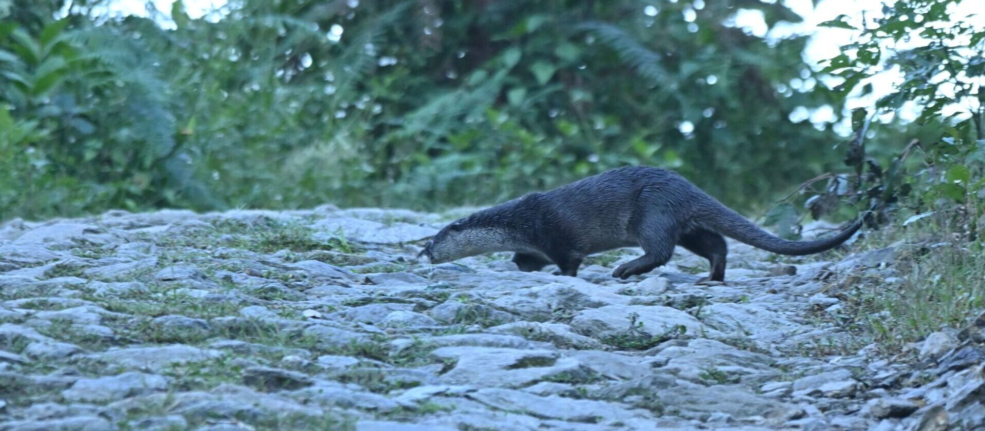 In Nepal, the world’s smallest otter continues to elude researchers