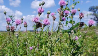 The bad seeds: Why it’s important to mitigate the spread of invasive species