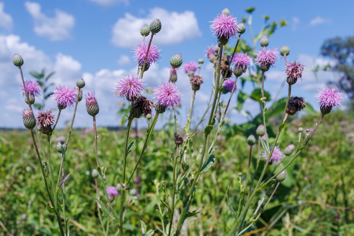 The bad seeds: Why it’s important to mitigate the spread of invasive species