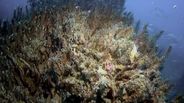 A Galeolaria tubeworm mound smothered by parchment worm at Kokomohua/ Long Island, at the entrance of Queen Charlotte Sound/Tōtaranui.