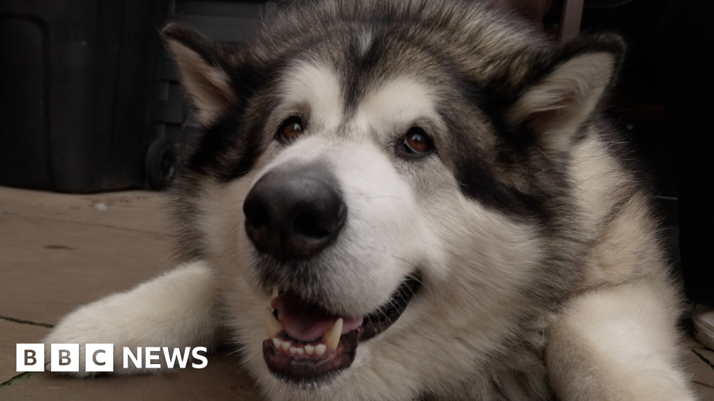 The amazing animals making the news in 2025