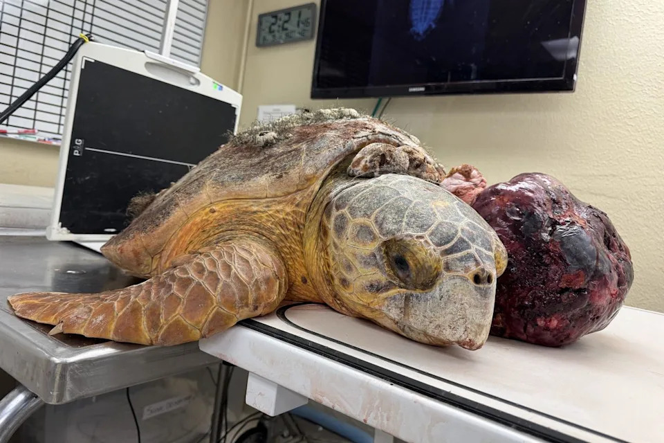 Courtesy of The Turtle Hospital Molly at The Turtle Hospital before her tumor was removed