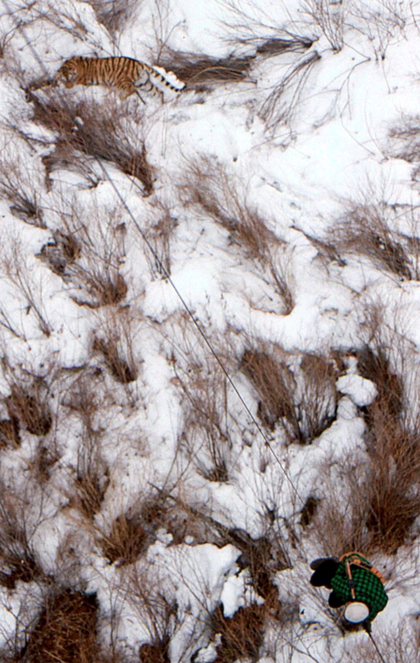 Tigress Olga pictured during her second capture, when her collar was replaced. She was darted and partially sedated from a helicopter.