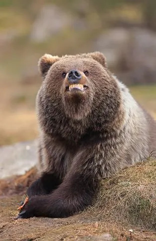 Valtteri Mulkahainen/Nikon Comedy Wildlife Awards Valtteri Mulkahainen's 'Smile, You're Being Photographed' image of a bear