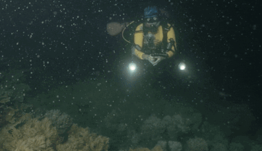 What it’s like to swim through the world’s largest sex act