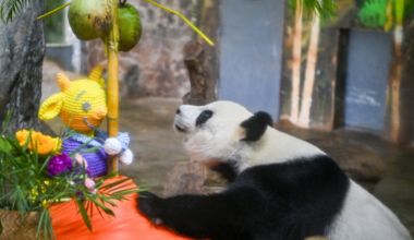 Live: Endearing moments of giant pandas in S China's Hainan Province