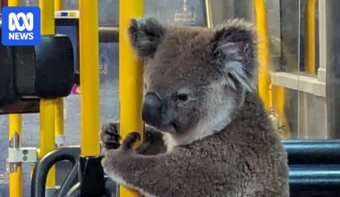 Koala rescued from Brisbane city bus after death-defying dash across busy Camp Hill street