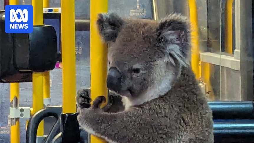 Koala rescued from Brisbane city bus after death-defying dash across busy Camp Hill street