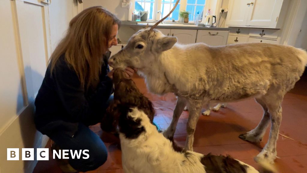 'Being in the house is normal' for Lars the reindeer