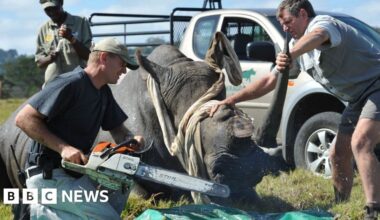 Namibia loses bid to overturn ban on rhino horn trade at Cites conference in Samarkand