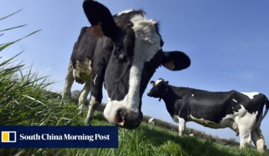 China slaps tariffs on EU cheese and cream amid trade row