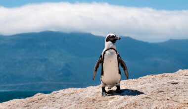 Up To 62,000 Breeding Penguins Have Perished In A Few Years Due To Mass Starvation