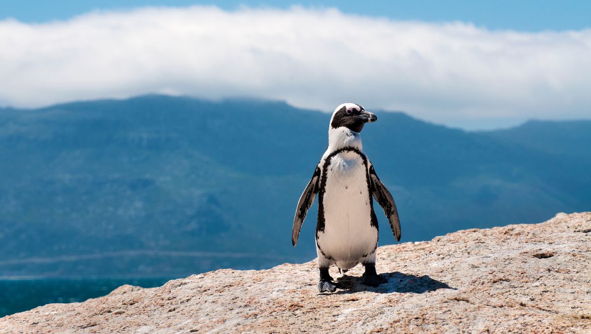 Up To 62,000 Breeding Penguins Have Perished In A Few Years Due To Mass Starvation
